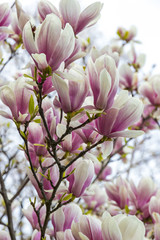Pink magnolia flowers in the garden