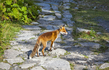 Little fox at the forest in High Tatras mountains, Slovakia