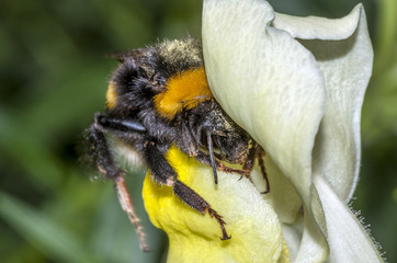 Macro shot of a Bumblebee (bombus terrestris) covered with pollen, entering into a yellow flower (Antirrhinum majus) ready to drink nectar. Focus on the head