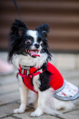 A black fluffy white, long-haired funny dog with emale sex with larger eyes the Chihuahua breed, dressed in red knitted dress. The animal sits near feet of owner woman background of garage outside