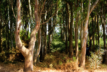 Alberi di  Eucalipto