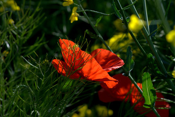 Amapolas en un campo de colsa, fondo verde  natural, a contraluz