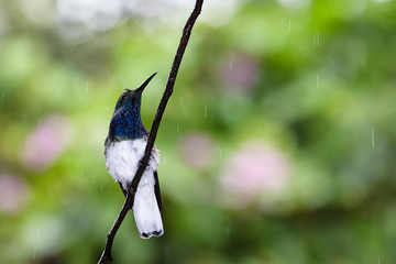 View from below of a white and blue hummingbird perched on a branch in the rain, against a light green background
