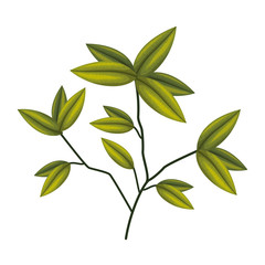 plant branch with leaves