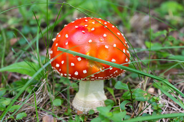 Mushroom Amanita muscaria. Commonly known as the fly agaric or fly amanita