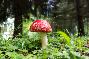 Mushroom Amanita muscaria. Commonly known as the fly agaric or fly amanita