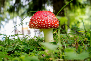 Mushroom Amanita muscaria. Commonly known as the fly agaric or fly amanita
