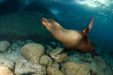 Californian sea lion (Zalophus californianus) swimming and playing in the reefs of los islotes in Espiritu Santo island at La paz,. Baja California Sur,Mexico.
