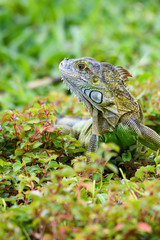 Shades of green, vertical portrait of a juvenile iguana in a green environment
