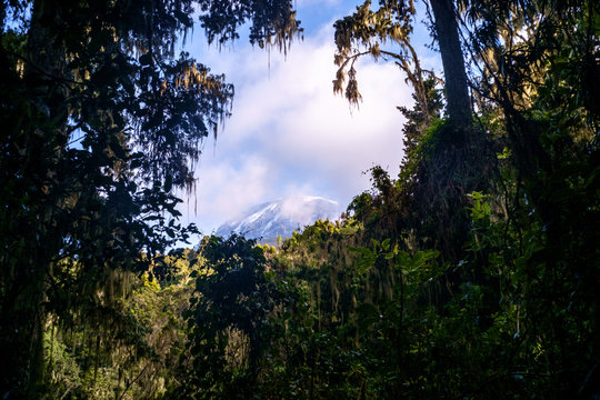 Kilimanjaro Through the Jungle 