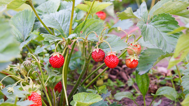 Pineberry and strawberry on the wooden old background