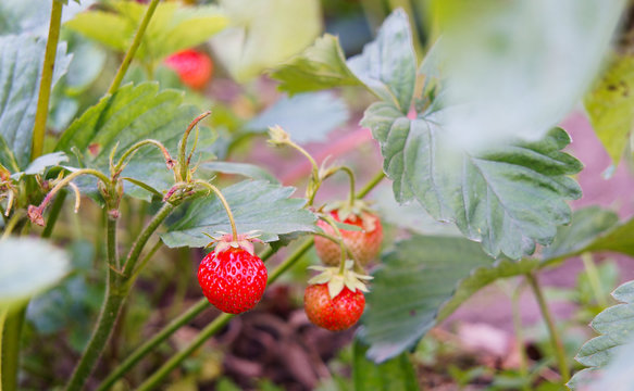 Pineberry and strawberry on the wooden old background