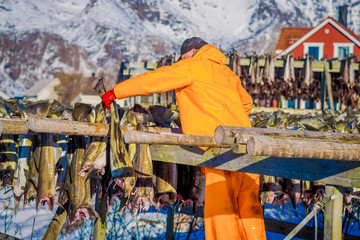 Outdoor view of unidentified man working on process of stockfish cod drying during winter time on...