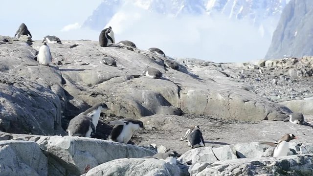 Gentoo Penguins on the bech