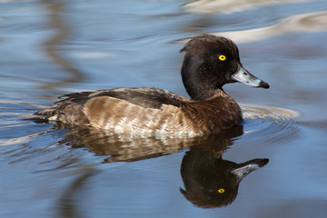 Wild duck on spring background, duck in the wild.