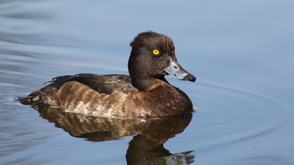 Wild duck on spring background, duck in the wild.
