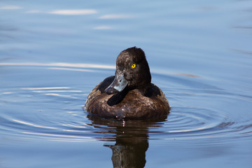 Wild duck on spring background, duck in the wild.