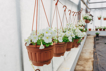 Flowering white petunias in orange pots, hanged on rope in flower market