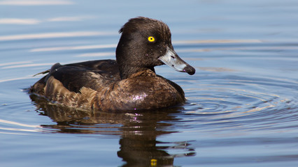Wild duck on spring background, duck in the wild.