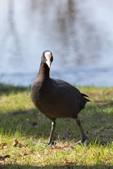 Wild duck on spring background, duck in the wild.