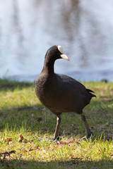 Wild duck on spring background, duck in the wild.