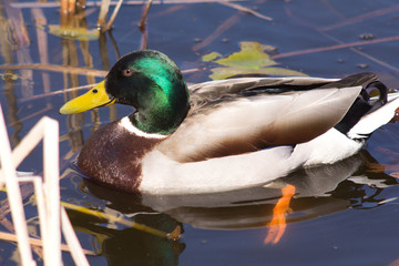 Wild duck on spring background, duck in the wild.