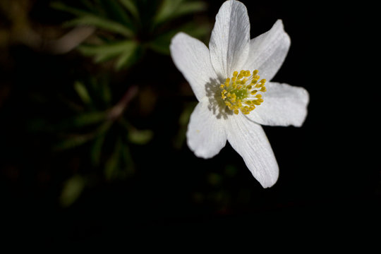 Tree Anemone - Anemone nemorosa is a plant of the resinous family. Anemone is one of the first messengers of spring.