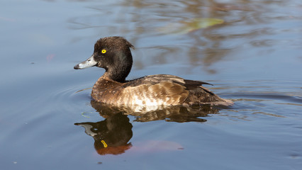 Wild duck on spring background, duck in the wild.