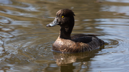 Wild duck on spring background, duck in the wild.