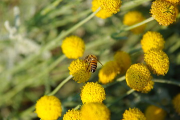 Bee on flowers.