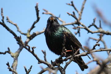 Common starling (Sturnus vulgaris) sitting on bare spring branches against clear blue sky
