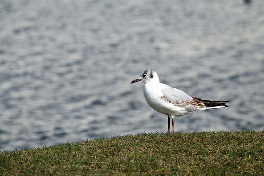 Black-headed gull (Chroicocephalus ridibundus) in juvenile plumage against blue water background