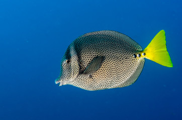 Fototapeta premium (Prionurus punctatus) Yellowtail Surgeonfish. reefs of the Sea of Cortez, Pacific ocean. Cabo Pulmo, Baja California Sur, Mexico.