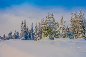 Beautiful outdoor view during winter in Bagnsasen region with trees covered with snow in the forest in Norway