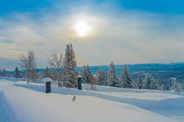 Outdoor beautiful landscape with pine trees covered with snow in the forest during winter