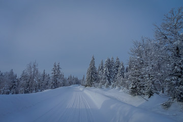 View with trees covered with snow in the forest at one side of the road during winter in Bagnsasen region in Norway