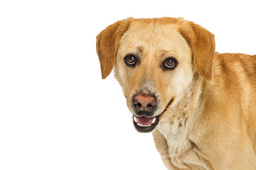 Closeup Smiling Yellow Labrador Crossbreed Dog