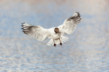 Black-headed gull bird in flight at lake