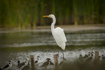 Great White Egret