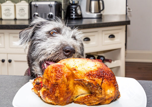 Dog Stealing Chicken From Kitchen Counter