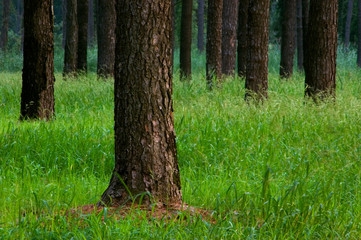 Loblolly Pine Forest