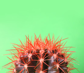 Beautiful cactus on color background