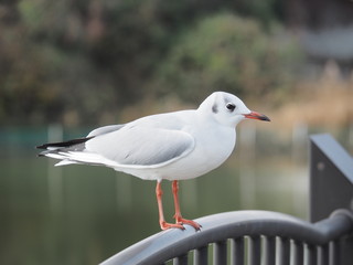 柵の上に止まる白い鳥