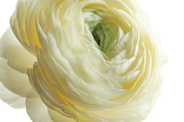Beautiful ranunculus flower on white background, closeup