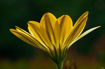 Backlit Yellow Daisy