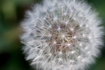 Rolgordijnen Dandelion - closeup © CarlosAlberto