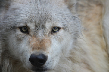 Wolf up close with intense stare