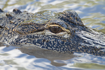 Alligator
