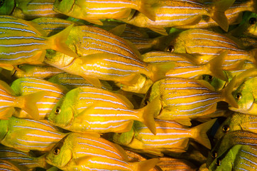 Fototapeta premium Panamic porkfish (Anisotremus taeniatus),colorful yellow fish in a school, baitball or tornado, the Sea of Cortez. Cabo Pulmo, Baja California Sur, Mexico. 