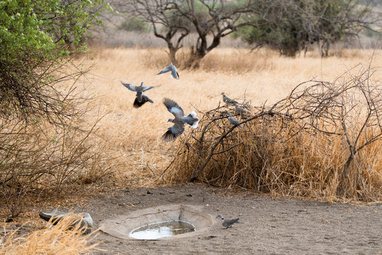 Africa Morning Doves